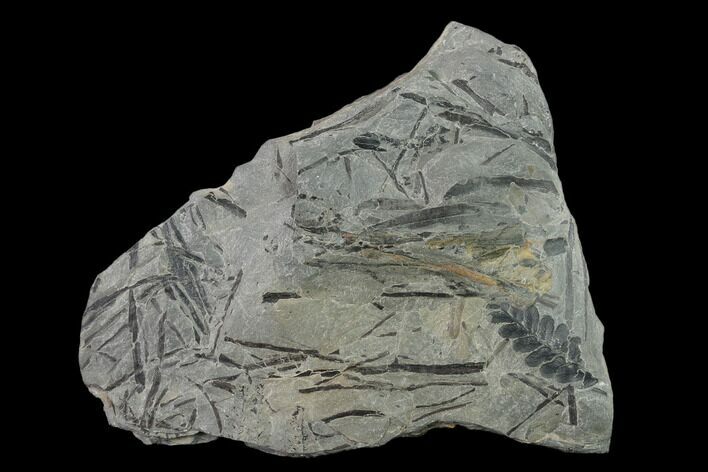 Pennsylvanian Fossil Fern (Neuropteris) Plate - Kentucky #136822